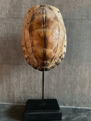 Schildpad op zwarte voet