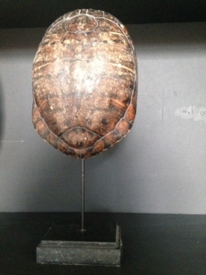 Schildpad op voet H20