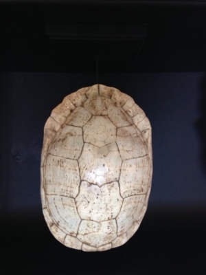 Schildpad wit op zwarte sokkel H40