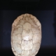 Schildpad wit op zwarte sokkel H40